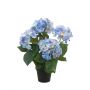 Hydrangea bush blue 40cm in black pot