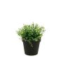 Eucalyptus bush lt green 20cm in black pot
