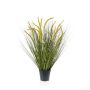 Grass cattail 70cm