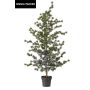 Cedar pine in pot 150cm (knock down packing)