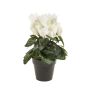 Cyclamen bush cream in pot 25cm