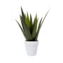 Aloe vera green 35cm in white pot