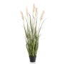 Pampas grass x5 130cm