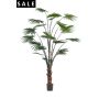 Palm livistona 240cm/20lvs (knock down packing)