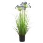 Grass agapanthus blue 80cm