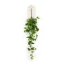 Philodendron hanging bush 90cm