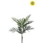Palm chameadorea bush UV 60cm
