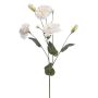 Eustoma spray cream 75cm