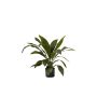 Aspidistra in pot 70cm