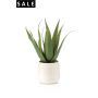 Aloe vera 13lvs in white pot 29cm