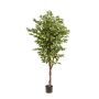 Ficus deluxe vine tree 170cm
