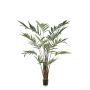 Palm kentia 270cm (knock down packing)