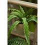 Fern asplenium bush 35cm in tc pot aged