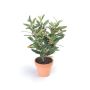 Olive bush green 37cm in tc pot