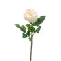 Rose jenny spray RT cream 60cm
