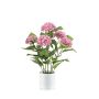 Hydrangea pink in pot 50cm