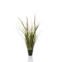 Grass foxtail x3 90cm