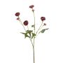 Ranunculus mini spray beauty 65cm