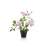 Clematis purple in pot 52cm