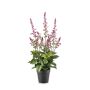 Salvia bush mauve in pot 45cm