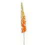 Eremurus spray XL orange 130cm