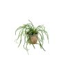 Rhipsalis pandora bush 35cm in tc pot aged