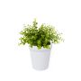 Eucalyptus bush lt green 23cm in white pot