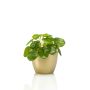 Pilea mini bush 15cm in pearlgold pot