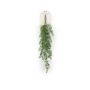 Rhipsalis hanging bush 72cm