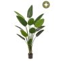 Strelitzia plant 190cm