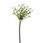 Allium buds spray cream 70cm