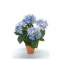 Hydrangea bush blue 40cm in tc pot