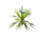 Fern staghorn 48cm