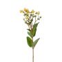 Hypericum spray cream 65cm