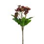 Helleborus spray burgundy 60cm