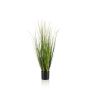 Grass alopecurus 90cm