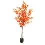 Maple tree red in pot 170cm (knock down packing)