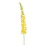 Eremurus spray XL yellow 130cm