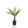 Palm chamaedorea in pot 50cm