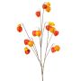 Physalis spray x10 orange 110cm