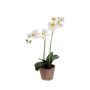 Phalaenopsis white 50cm in tc pot aged