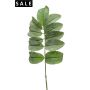 Melianthus spray 67cm green
