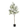 Olive tree 180cm (knock down packing)