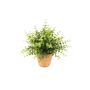 Eucalyptus bush lt green 20cm in tc pot
