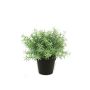 Rosemary bush 20cm lt green in black pot