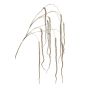Amaranthus hanging spray brown 140cm