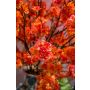 Blossom cherry spray hot pink 120cm