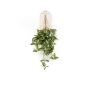 Tradescantia hanging bush green/white 65cm