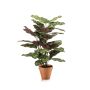 Calathea bush 65cm in tc pot