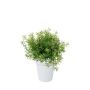 Asparagus bush lt green 25cm in white pot